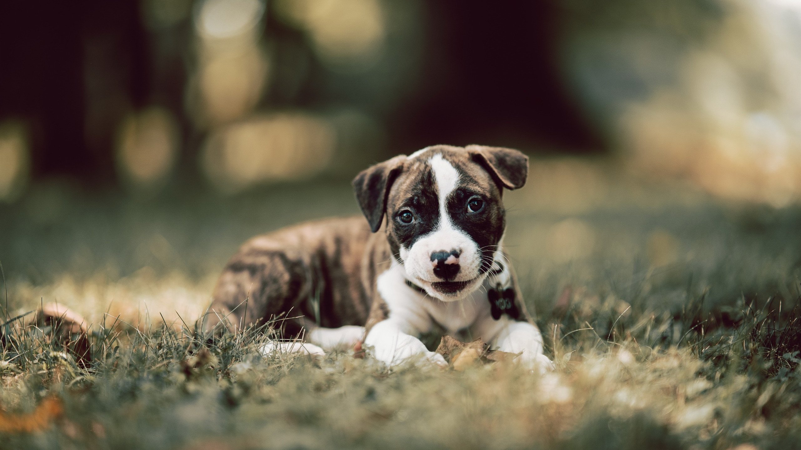 冷门中的热浪，法国队掀翻印尼巨人，陈雨菲火焰状态预示羽坛新变局？