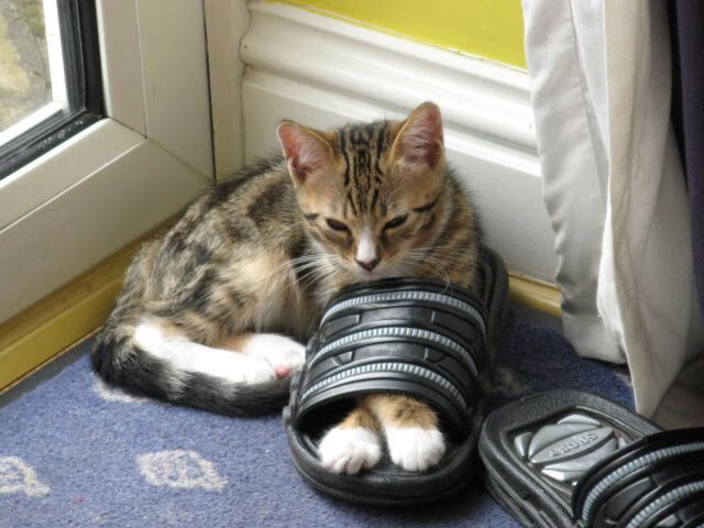 战争与联欢，蒙特卡洛的搏杀、拉沃尔杯的狂欢，以及那个点燃一切的蒂姆