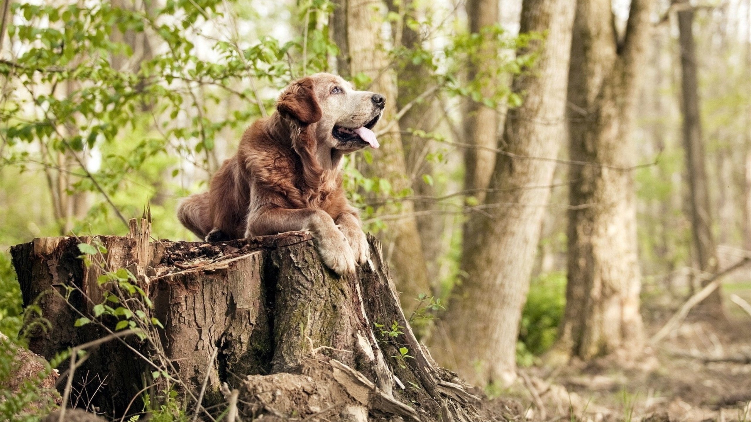 燃烧的橘色，米切尔逆天改命，尼克斯在坍塌边缘起舞