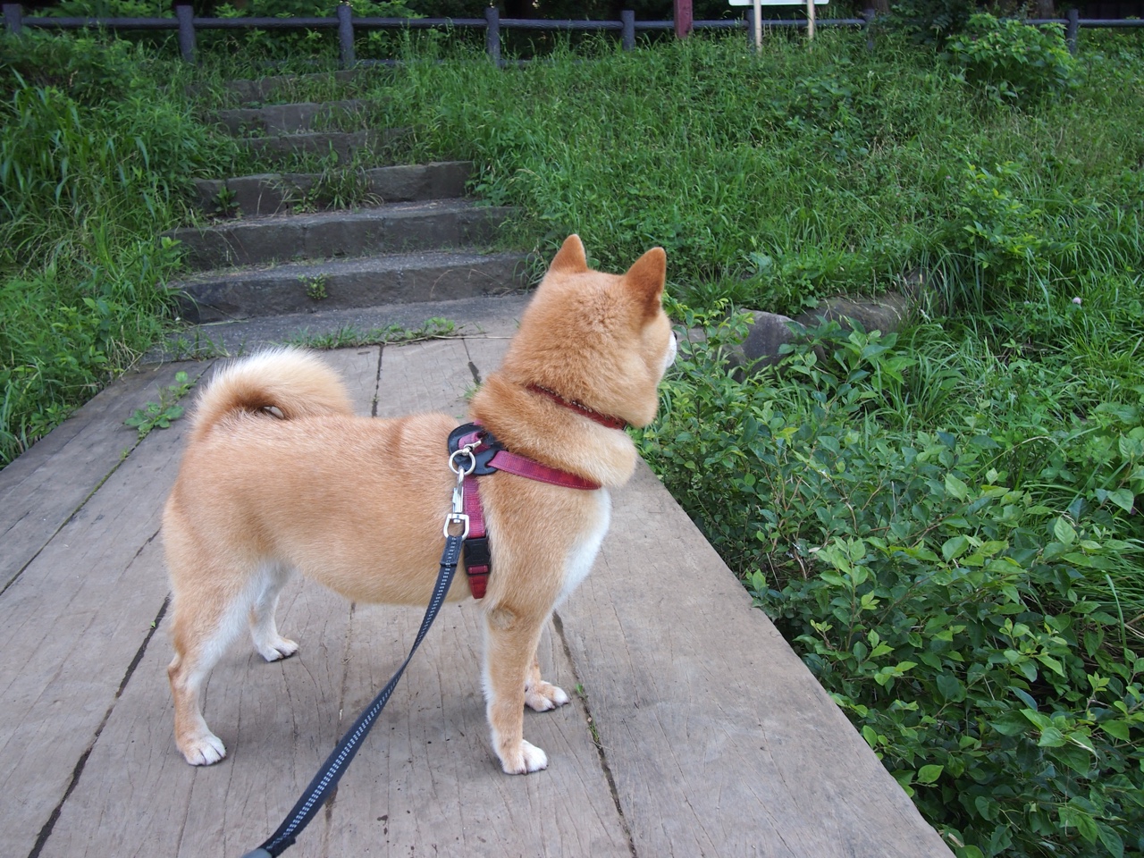 跨界风暴，里昂足球淘汰德国之夜，奥亚尔萨瓦尔奇迹接管F1街道赛