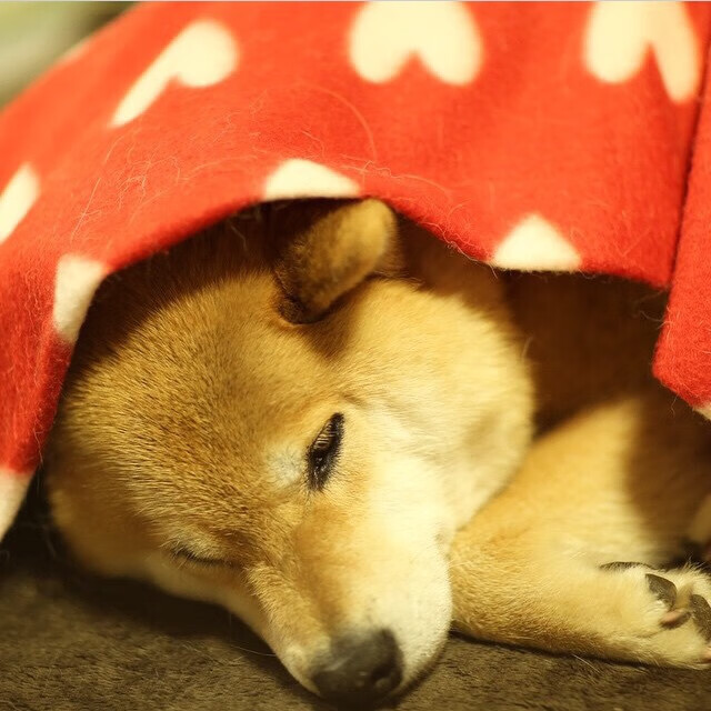 苍穹之壁，金玟哉与2026世界杯的东方黎明