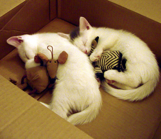 1.破冰者诞生！阿劳霍一锤定音刷新历史，加拿大终结冰岛神话