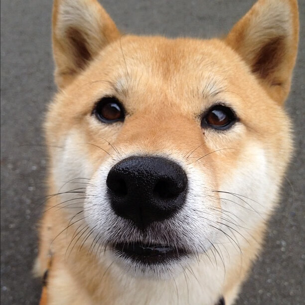 夜空中最陡峭的弧线，伦纳德最后一秒粉碎波特兰的复生之梦