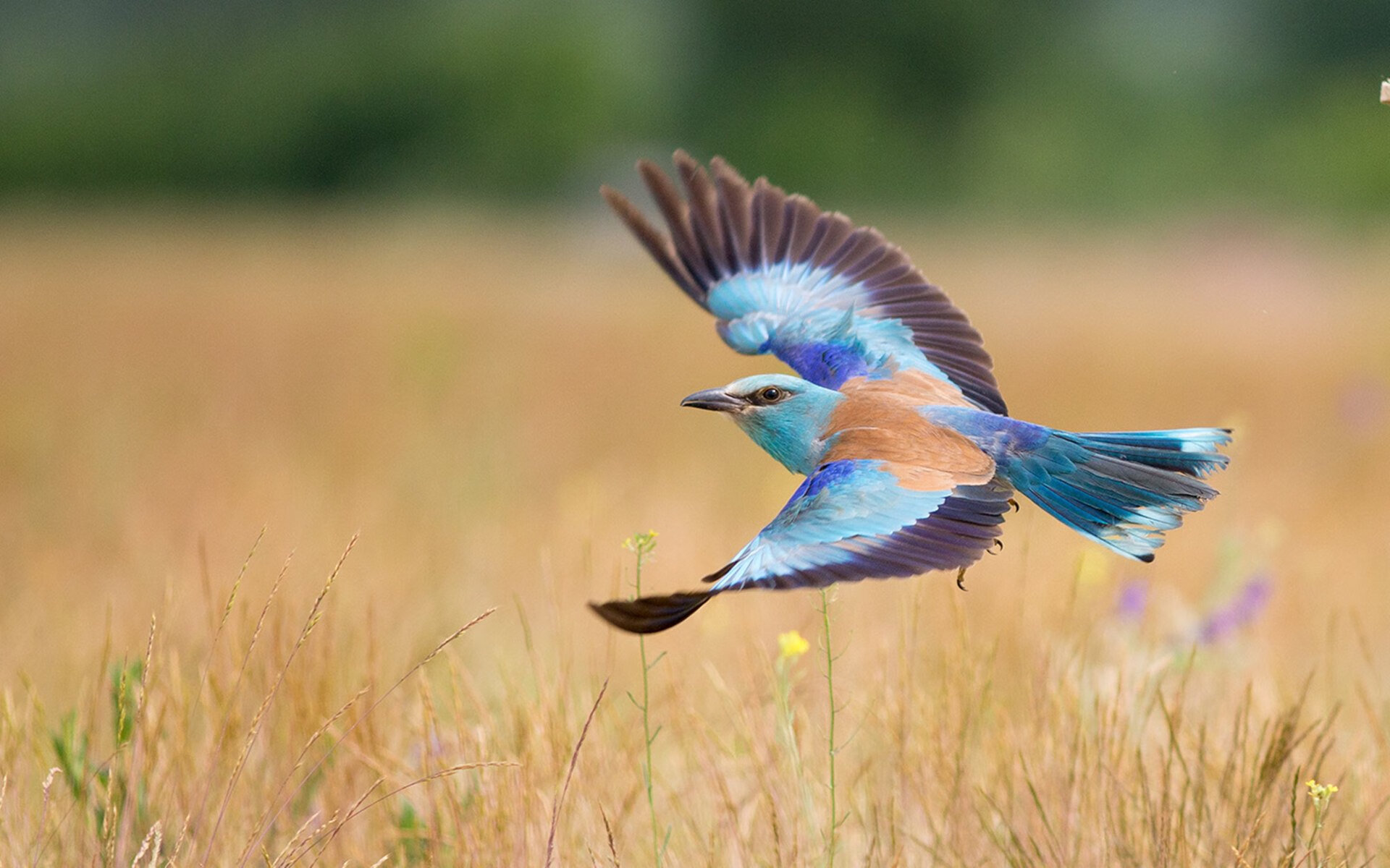 2026世界杯的非正式传奇，当皇马球衣斩落秘鲁，一场跨越时间的足球寓言