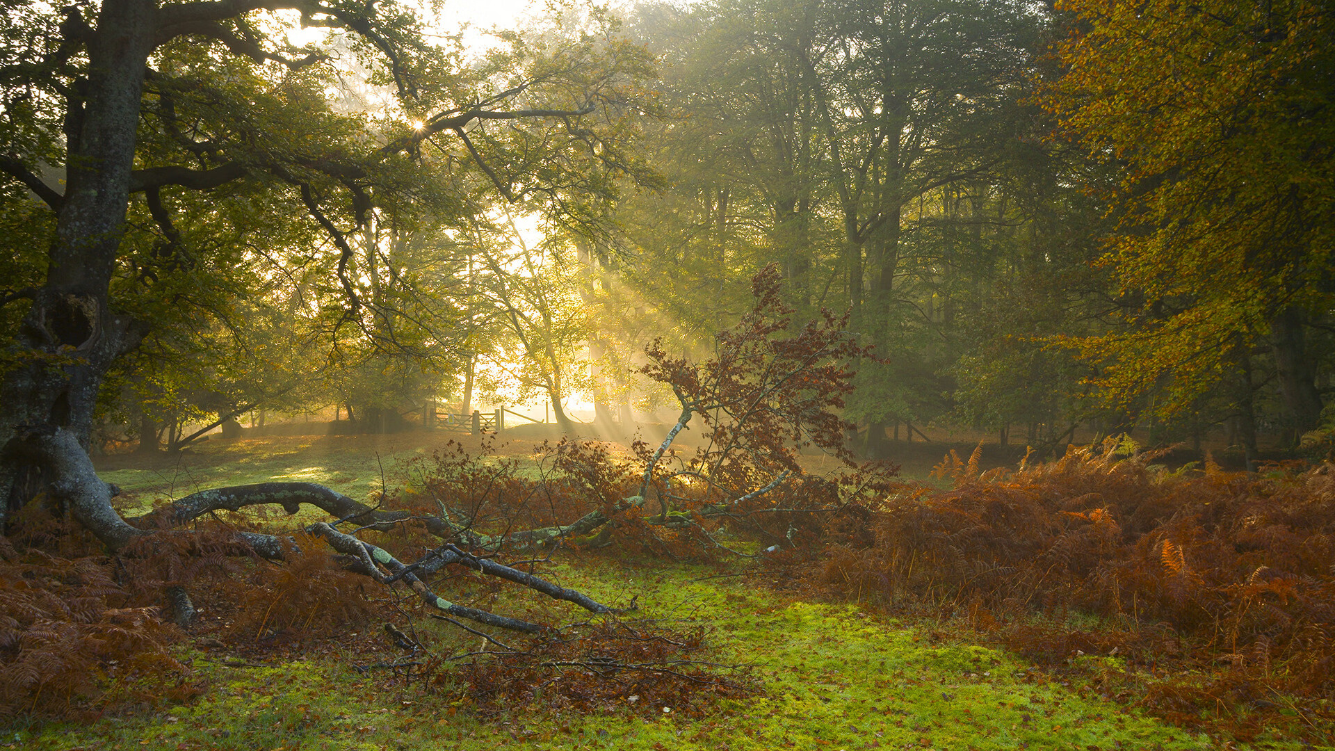 比利时风暴席卷德甲天王山，锋矛刺穿瑞士盾，争冠天平瞬间倾覆