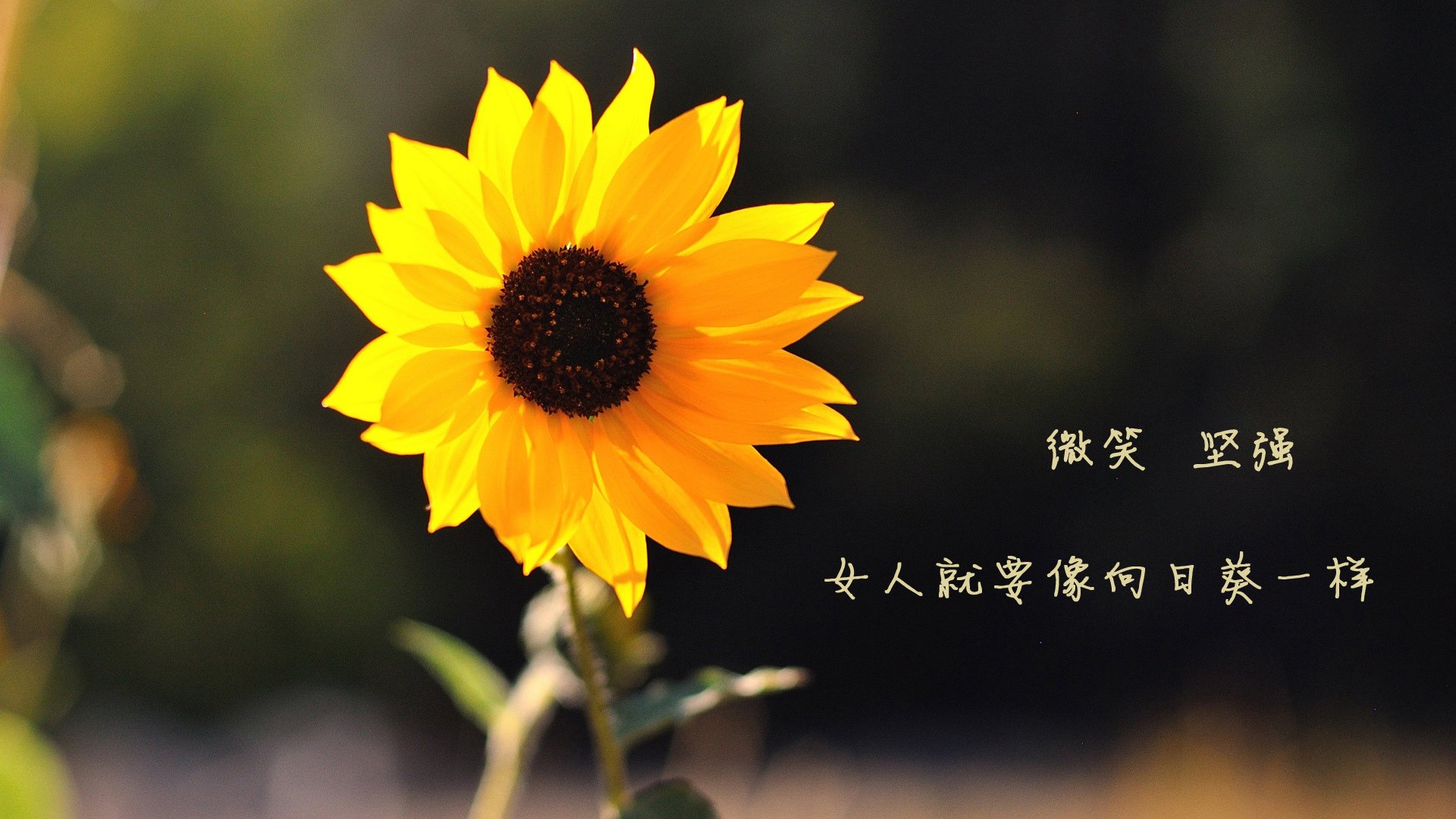 唯一记，生死战里，黄蜂用防守写下的诗篇