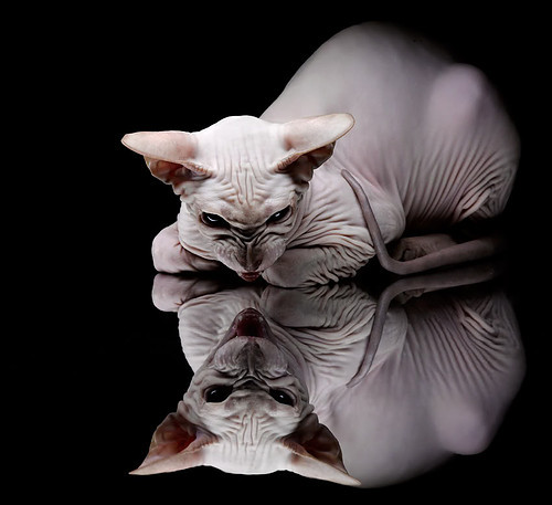 孙兴慜末节的灰色火焰，一场平行宇宙里的封神之战