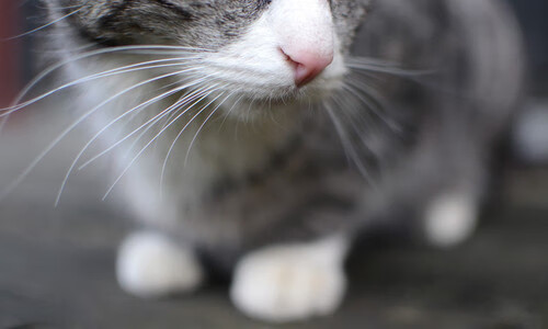 埃及的启示与若日尼奥的证明，跨越时空的价值回响