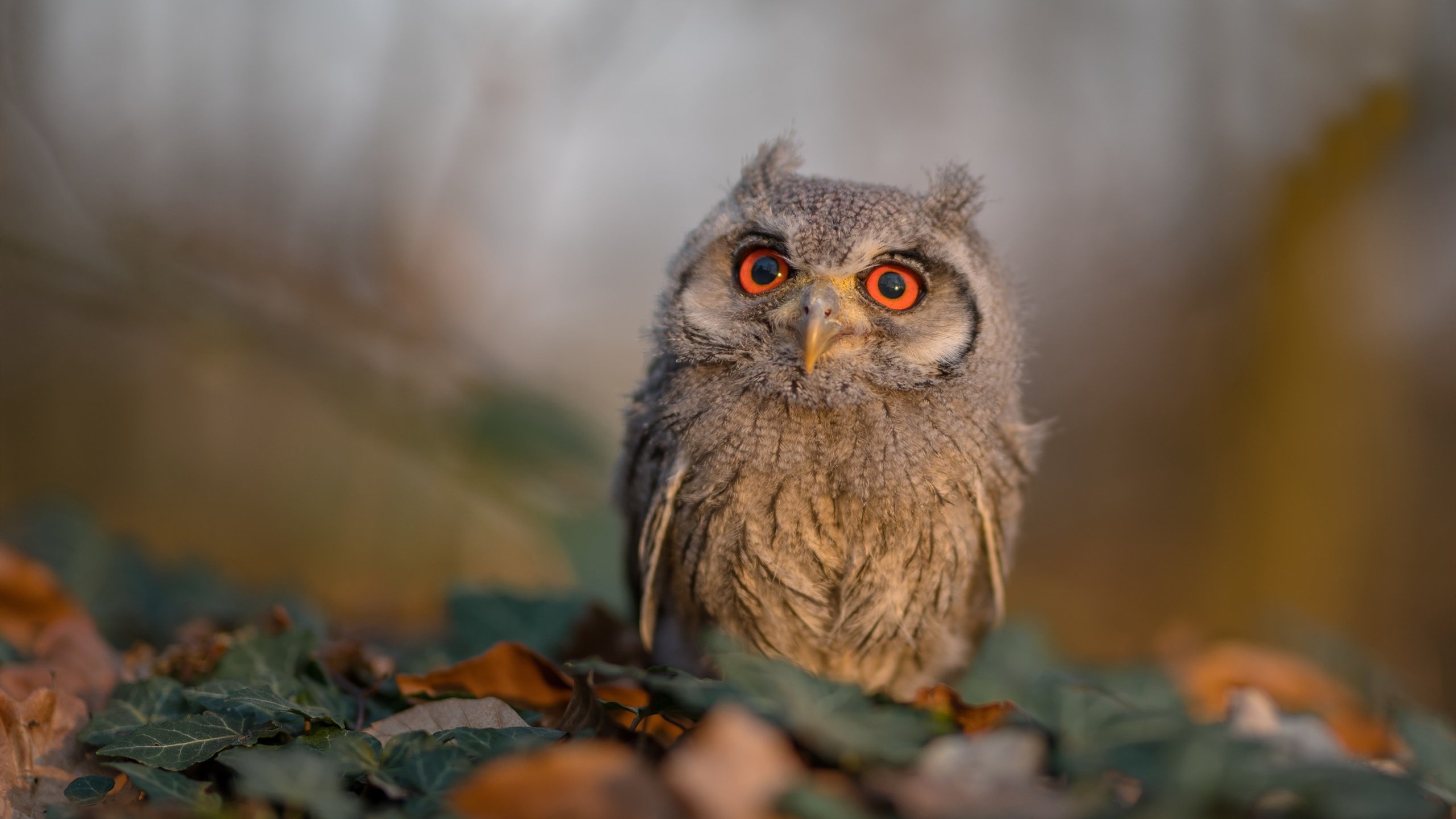 李刚仁连续得分奠定胜局,几内亚对阵摩纳哥赛事回顾