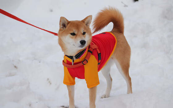 评分拉满的爱德华兹难阻深圳队胜利,爵士客场饮恨