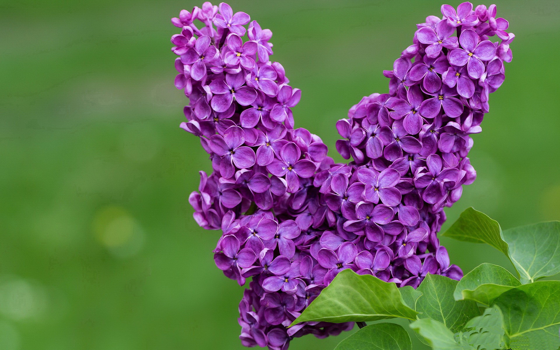 硬仗之王卡拉斯科，当皇马从荷兰人的主场带走胜利