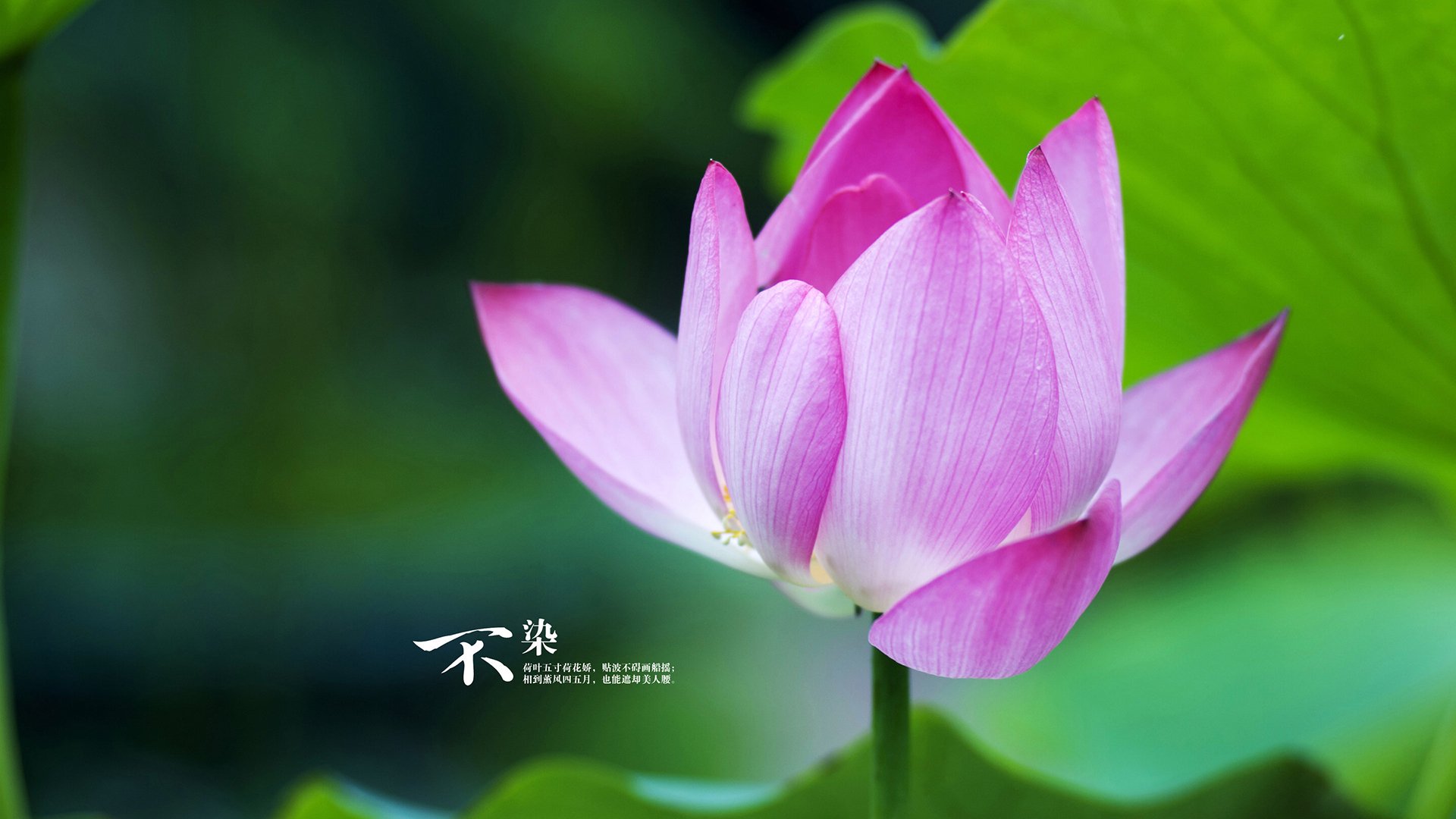 超级卫星的轨道,当孙兴慜点燃个人宇宙,莱比锡红牛校准体系罗盘