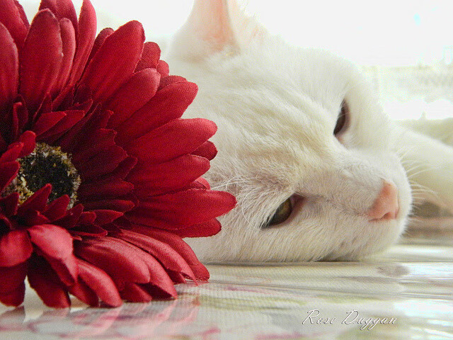 烈火与坚冰的对决，库里如何用节奏融化北京队的铁血防线