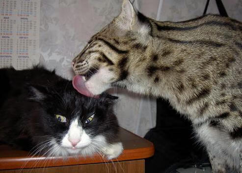 孤独的枪响,利拉德如何用一记绝杀重新定义超级巨星