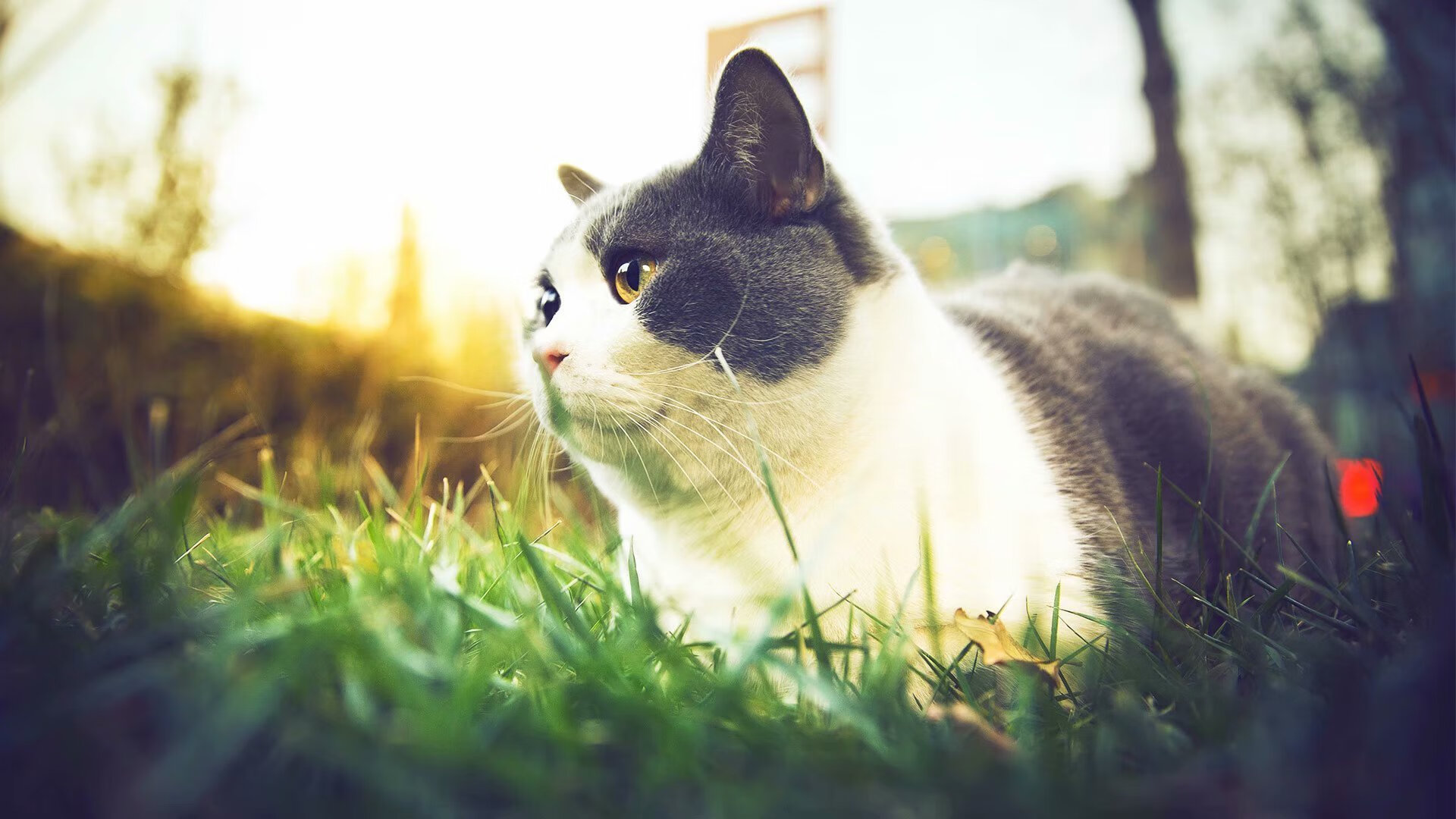 引擎与琴键，当F1街道赛的轰鸣遇见利拉德的沉默绝杀