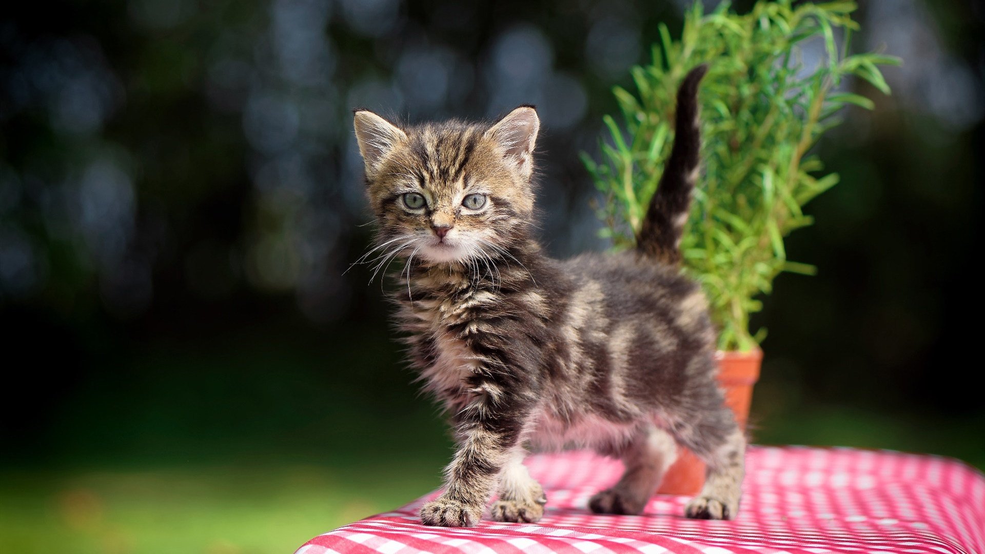 东决破门者，利拉德用唯一一次机会，击碎质疑迈向新生