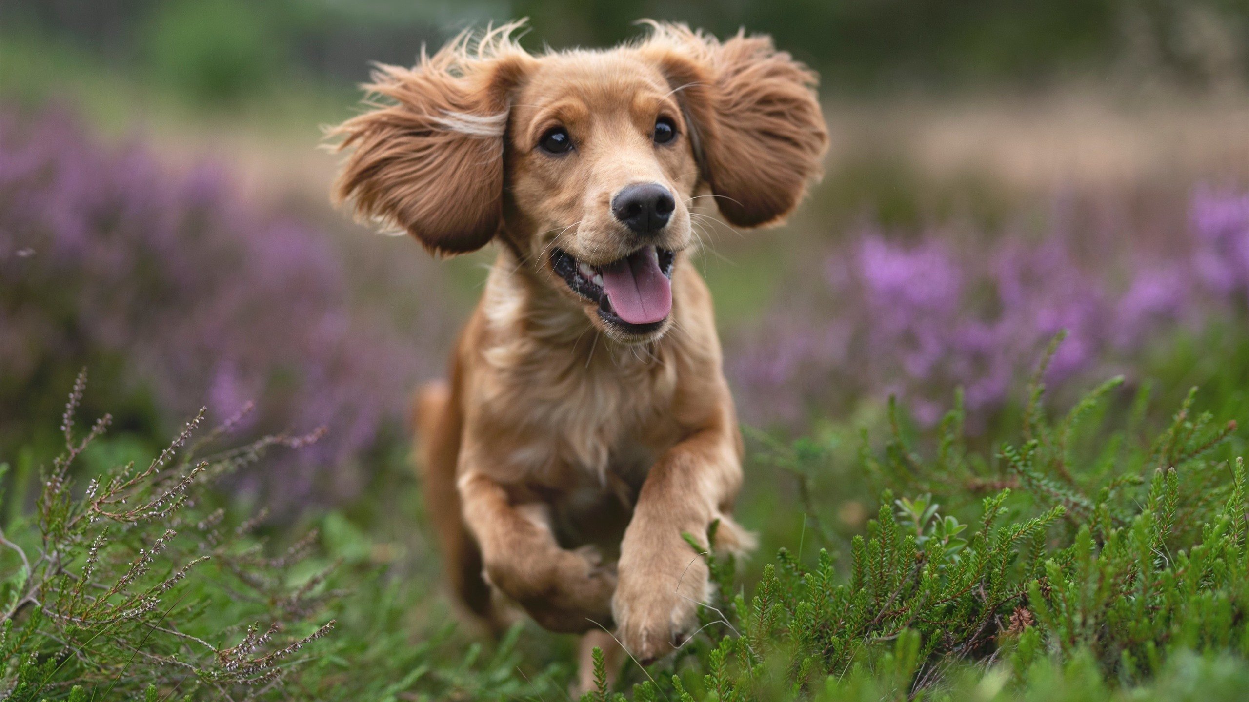 门神降临！奥纳纳超神三连扑，拜仁险胜突尼斯豪门