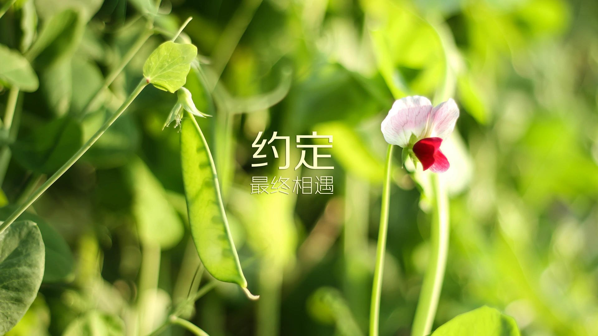 当阿育王旗飘扬在绿茵之上,2026世界杯G组恒河洪水淹没三狮军团