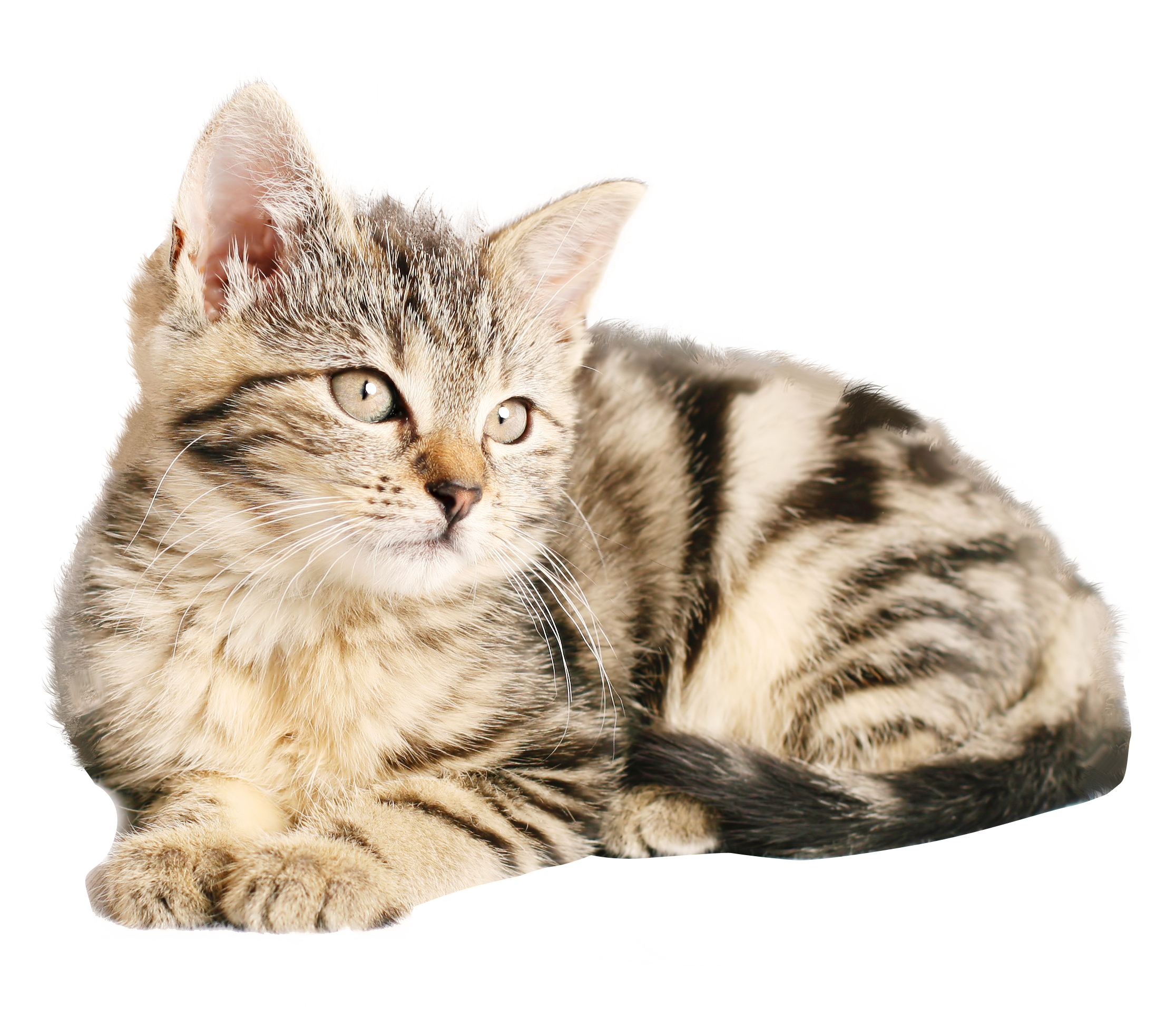 冰与火之战的守门人，当库尔图瓦的指尖，改写了2026世界杯F组的命运剧本