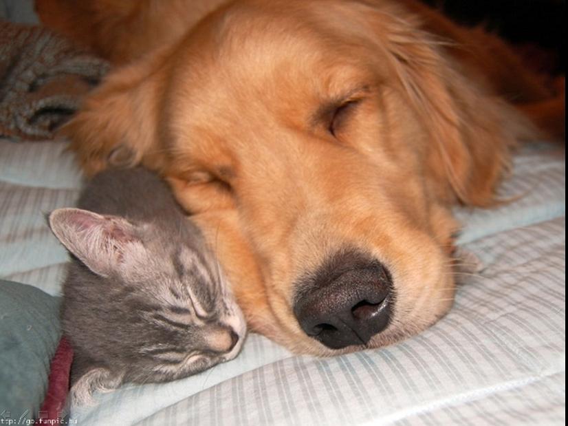 孤峰独照,当登贝莱让2026世界杯A组沦为一个人的战场